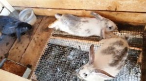 Разведение кроликов,держим кроликов в клетках!Чем кормим кроликов?!