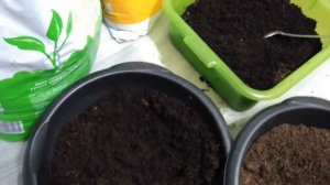 Как сохранить лилии до посадки  Мои покупки