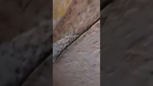 Уничтожение клопов СЭС Луховицы горячая линия 8 (800) 301-09-98 смотреть онлайн
