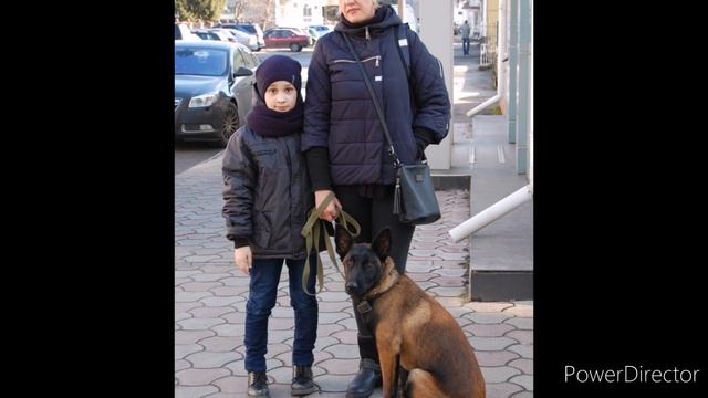 Малинуа Бельгийская овчарка Линда подборка фото от двух до шести месяцев смотреть онлайн