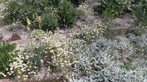 В моем саду. Цветы. (май 2020 г.)