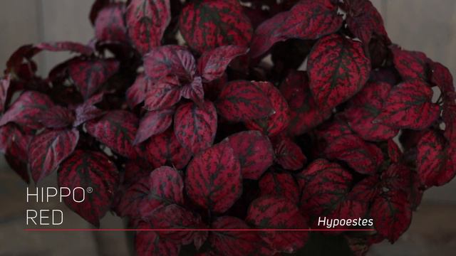 Hippo Hypoestes from Proven Winners смотреть онлайн