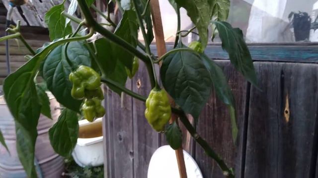 Выкопал перец в горшки для зимовки сезон 2020 смотреть онлайн