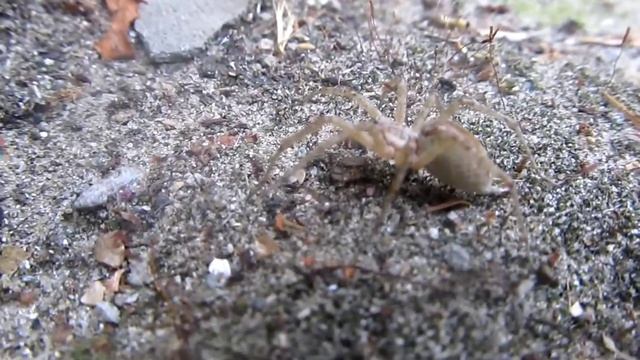 В Мире животных глазами ребенка. ПАУК-ВОЛК. Никита Нюняев, Одесса, сентябрь 2017 смотреть онлайн