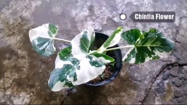 Tanaman Alocasia Macrorrhizos Varigata