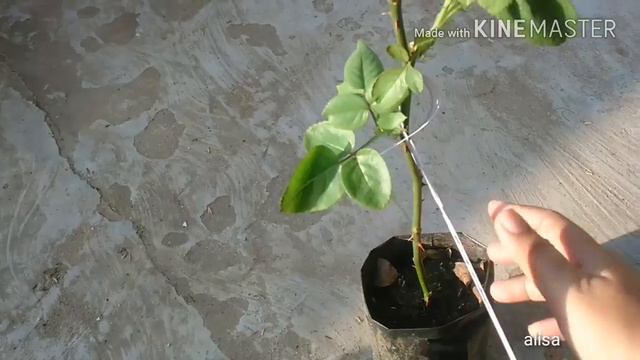 Cangkokan mawar red eden pt. 2 update смотреть онлайн
