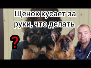 Щенок кусает за руки, что делать