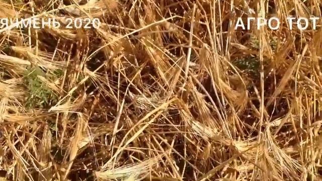 Наш лучший ячмень двуручка уборка 2020 АГРО ТОТ смотреть онлайн