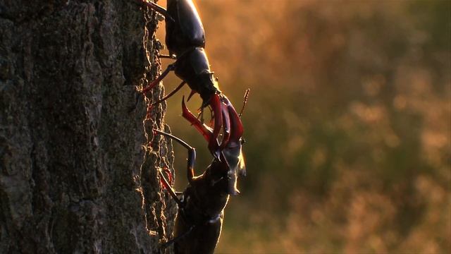 STAG BEETLE FIGHT! / Hirschkäfer Kampf/ Jelonek rogacz/Lucanus Cervus смотреть онлайн