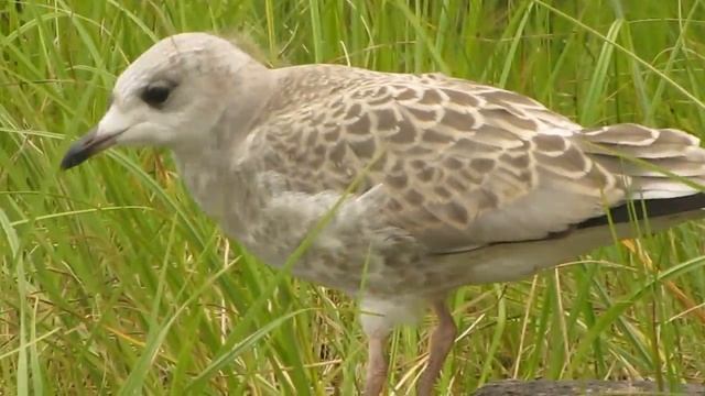 Животные на Вашем Экране