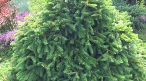 СТРИЖКА ЕЛИ ИЗ ЛЕСА