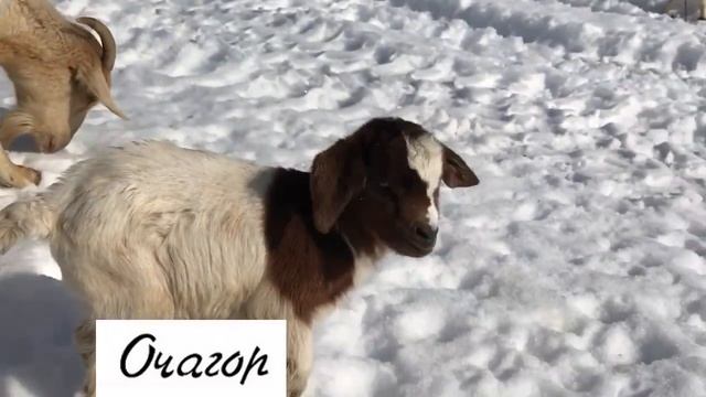 ПЕРВЫЕ ВПЕЧАТЛЕНИЯ КОЗОЧКИ ОТ БЕЛОГО СВЕТА. смотреть онлайн