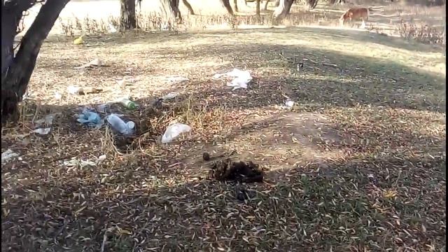 Свиньи под дубом смотреть онлайн