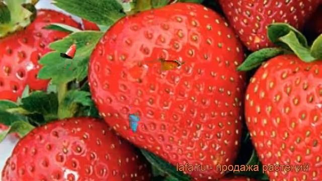 Земляника садовая Эви'c Делайт (eves delight) ? обзор: как сажать, рассада земляники Эви'c Делайт смотреть онлайн