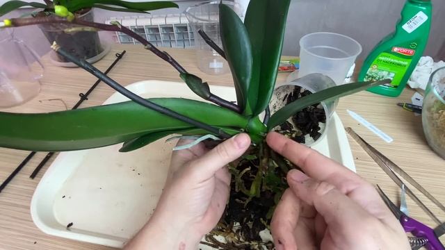 у таких орхидей СРЕЗАТЬ НОВЫЕ ЦВЕТОНОСЫ / пересадка и ждем деток орхидеи смотреть онлайн