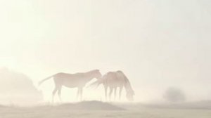 Утренний туман. Рим Хасанов.