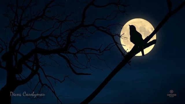 Красиво поет соловей ночью в лесу слушать 1 час ? Божественные чарующие звуки пения птиц для души