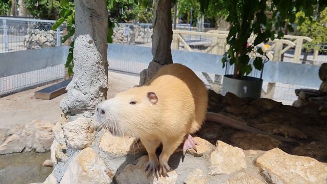 Дарий в парке миниатюр в Бахчисарае смотреть онлайн