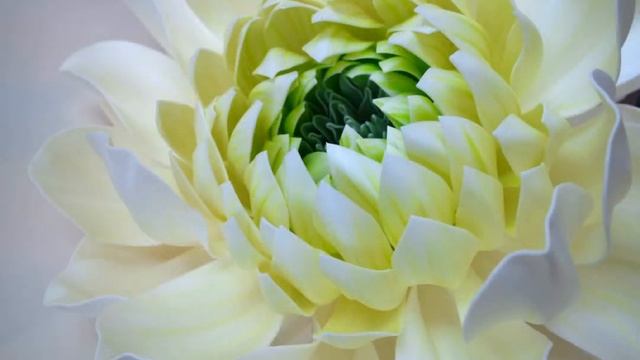 МК Георгин   анонс