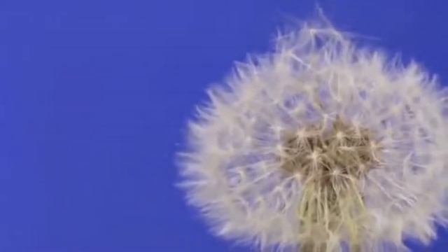 одуванчики смотреть онлайн