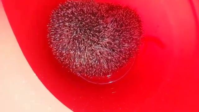 Сбежал ёжик!!!!