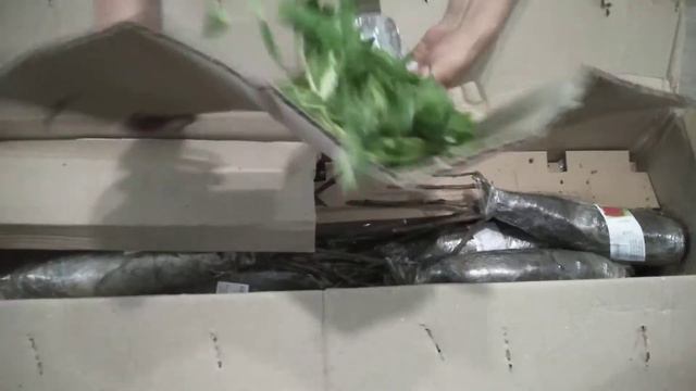 Отзыв АГРОМАРКЕТ, бергамот, смородина, мята и малиновое дерево. Положительный опыт заказа