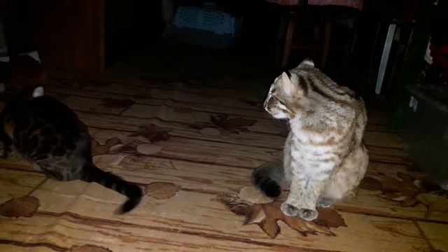 ПЕРВЫЙ ГОН ДАЛЬНЕВОСТОЧНОГО КОТА смотреть онлайн