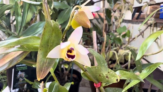 Hoa Lan Trúc, Vàng,Tím,Trắng,Kem -,Orchid Dendrobium yellow,cream, purple,white 🇦🇺 Cuộc Sống Ở Úc смотреть онлайн