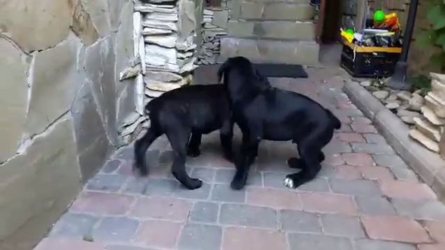 Щенки кане корсо, 2 сестры. Cane corso puppies, 2 sisters смотреть онлайн