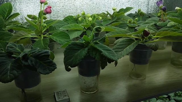 Остатки глоксинии после 8 марта, и не только. смотреть онлайн