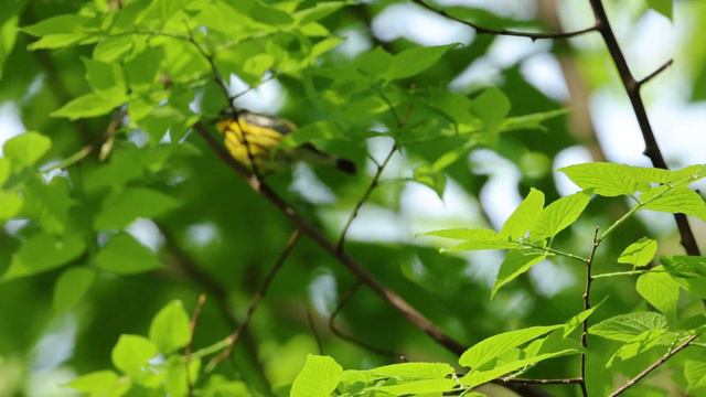Magnolia Warbler, Central Park, New York, USA, 9/5/23 смотреть онлайн