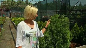 Туя Холмструп