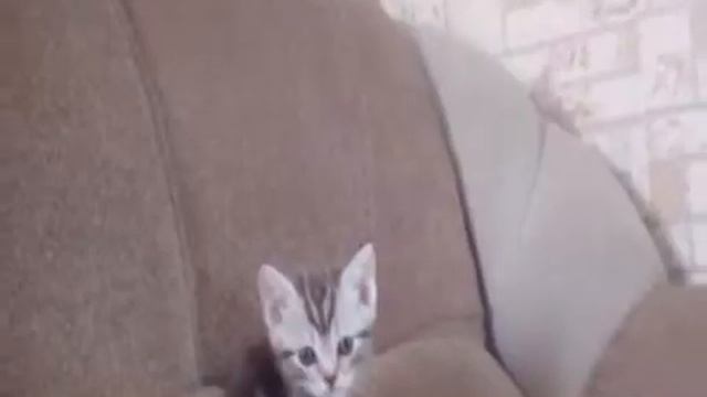 Клип про моего лучшего друга смотреть онлайн