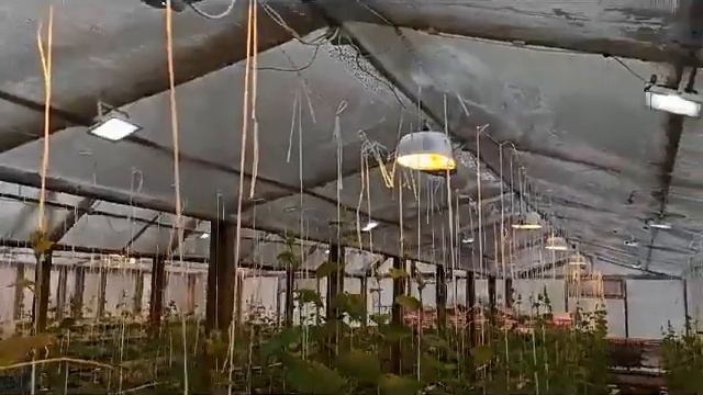 Обзор нашей зимней теплицы на 6 января 2020г. смотреть онлайн