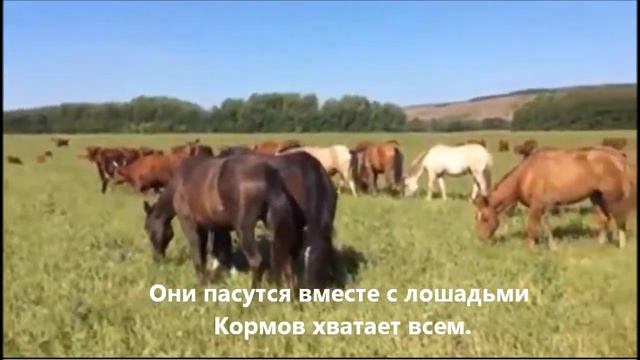 Откорм бычков.Коровы на пастбище смотреть онлайн