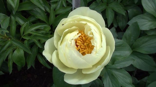 Peony Garden 5-2-2017 - Lemon Chiffon смотреть онлайн