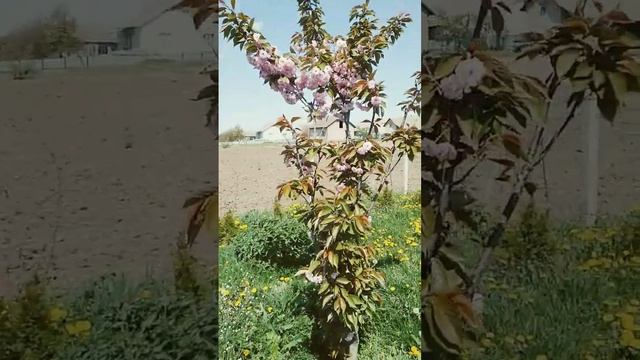сакура канзан смотреть онлайн