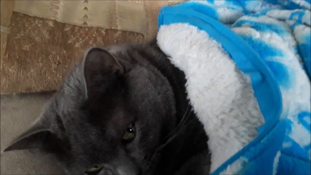 Кошкам холодно . смотреть онлайн