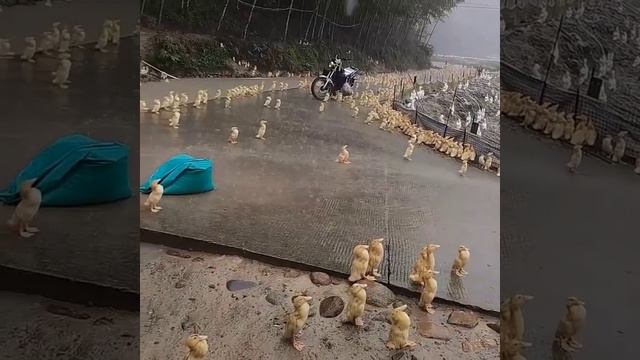В Китае утята впервые увидели ливень и залипли, спасибо за внимание 🤝