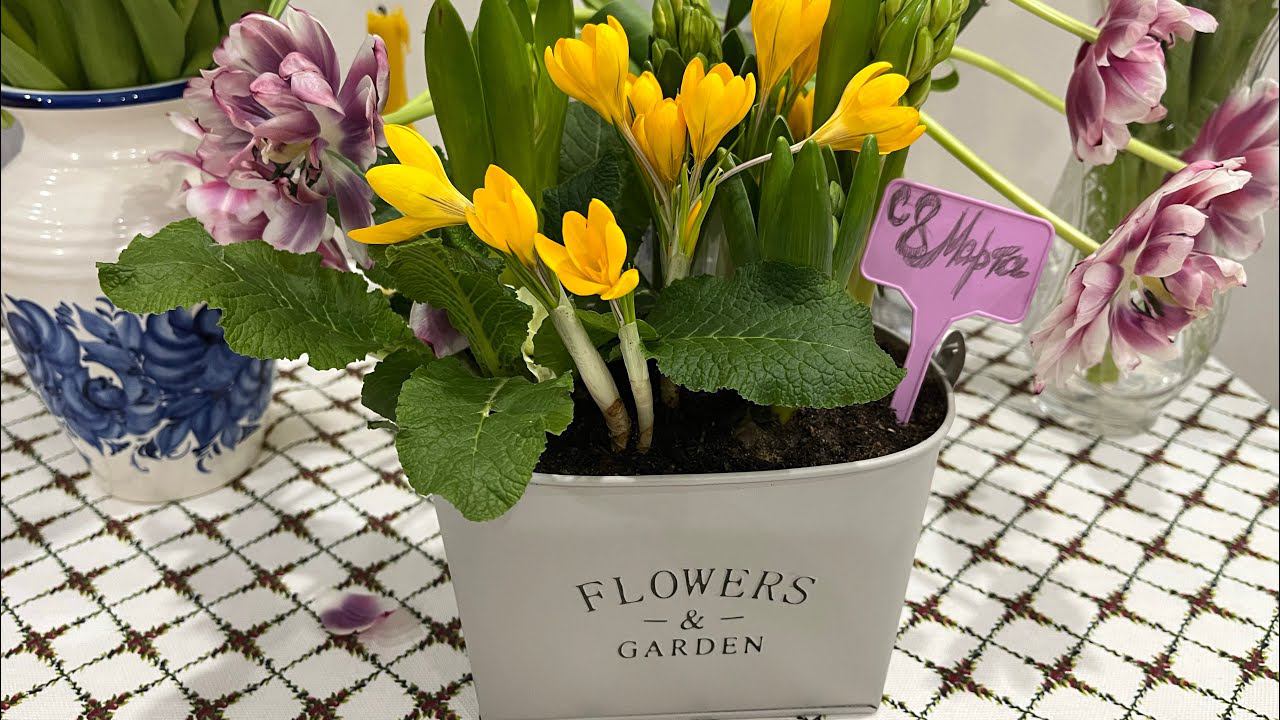 Композиция из луковичных в кашпо смотреть онлайн