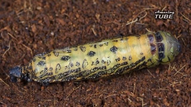 Гусеница превращается в бабочку смотреть онлайн