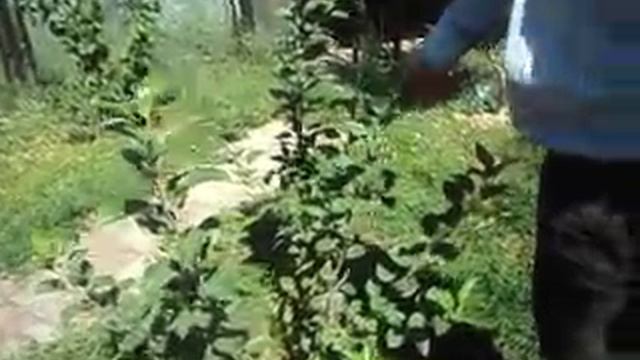 горизонтальная посадка плодовых смотреть онлайн