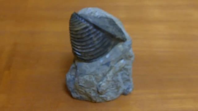 Trigonia смотреть онлайн