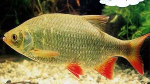 Кто такие рыбы? Презентация для детей