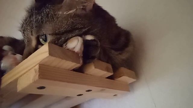 Кошки спят на попах смотреть онлайн