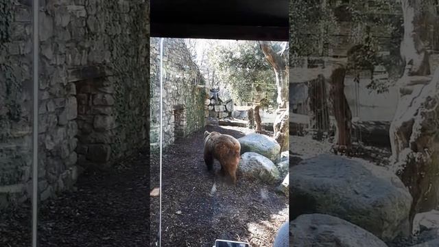 Как ходит бурый медведь смотреть онлайн