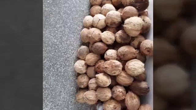 Pitbull camaroes Massa Pronta Para Acarajé e abara смотреть онлайн