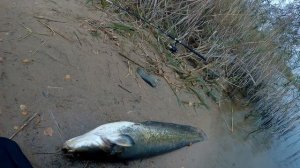 ловля сома на донки закидушки с берега