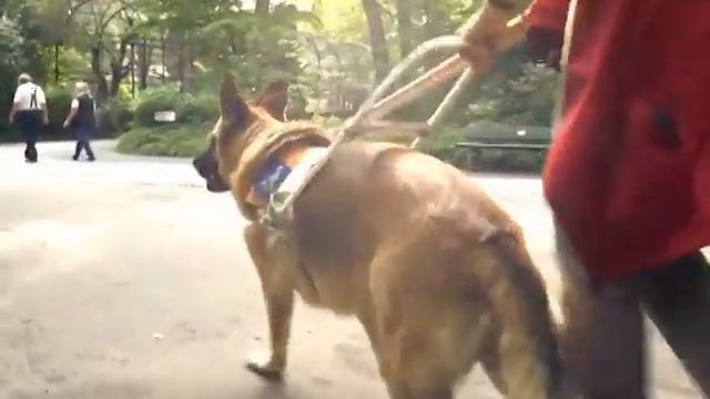 Международный день собак смотреть онлайн