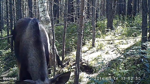 Молодая лосиха пришла попозировать перед камерой ч 2 смотреть онлайн